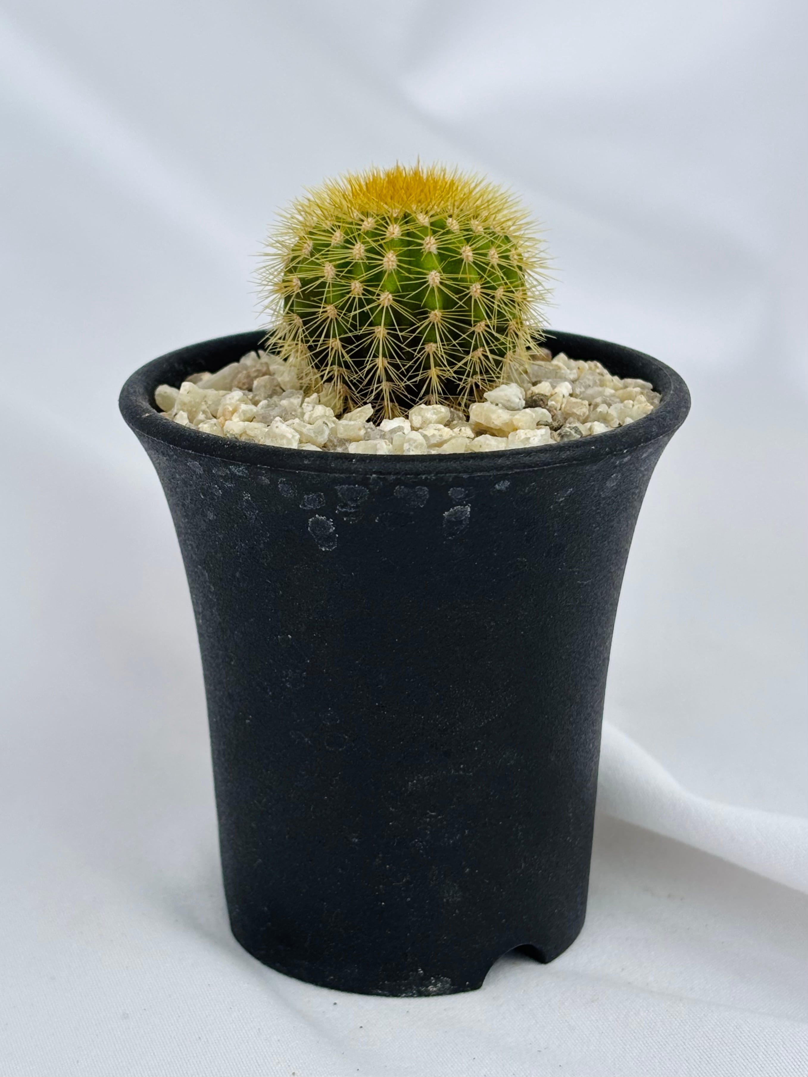 Uebelmannia pectinifera v. eriocactoides ユーベルマニア エリオ