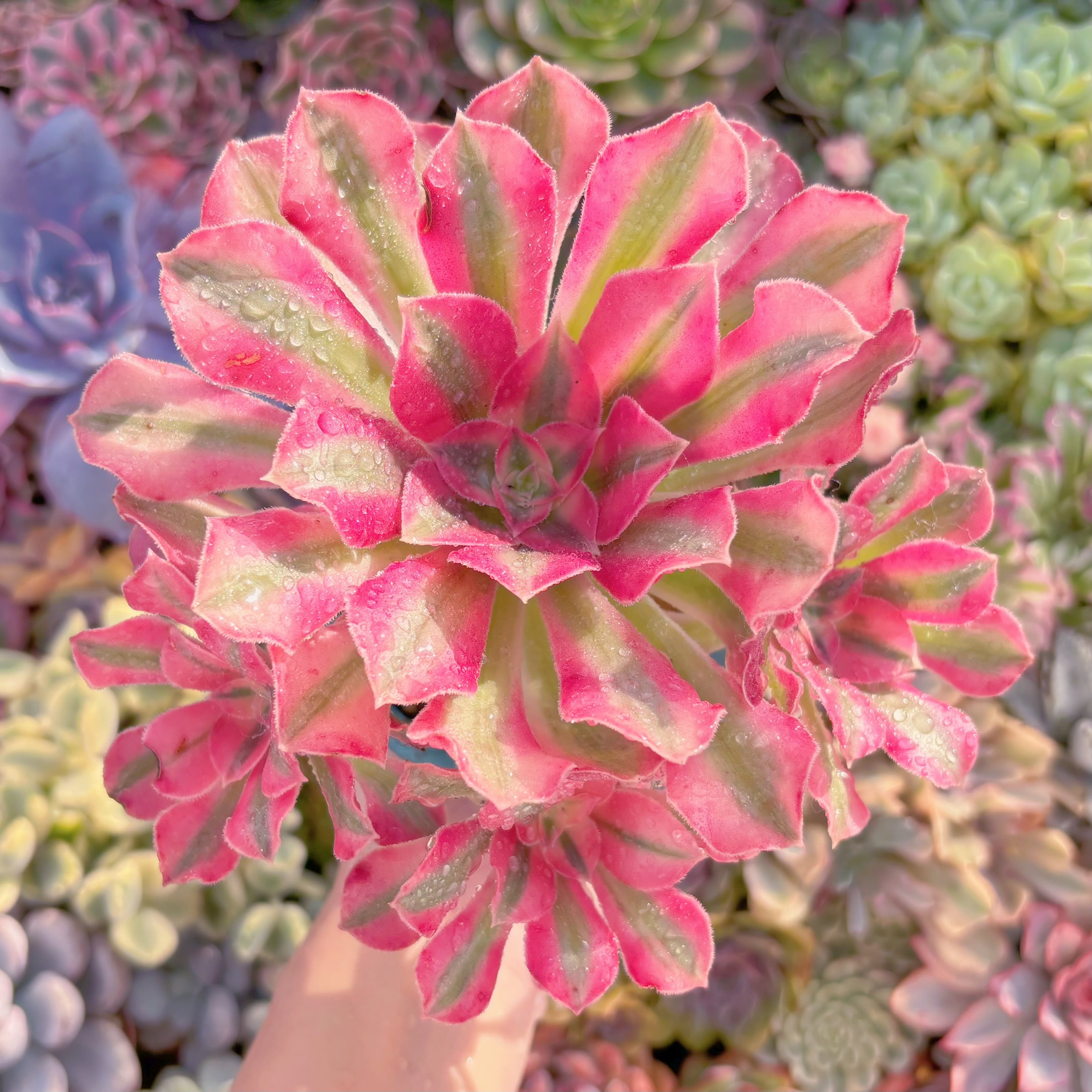 現品　美姫#1153　群生　るる農園