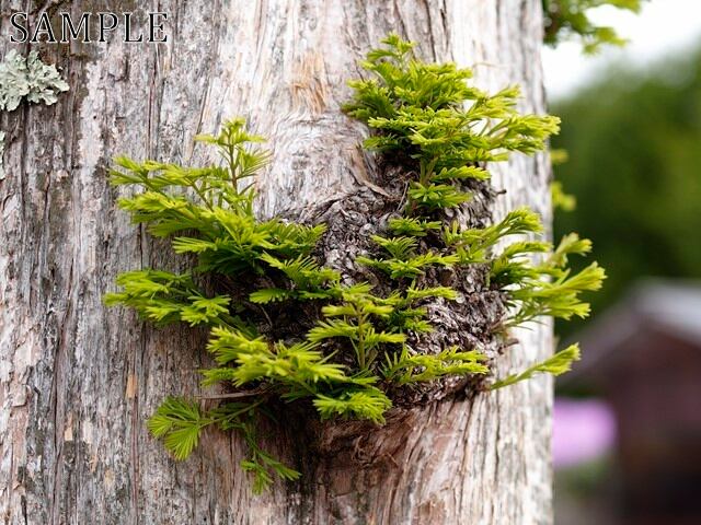 三田　緑彩々　JPEG