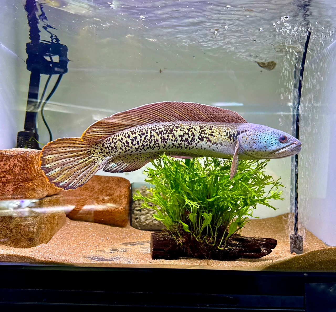 チャンナバルカ - 4