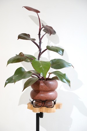 【M】フィロデンドロン パーシモンプリンセス/Philodendron