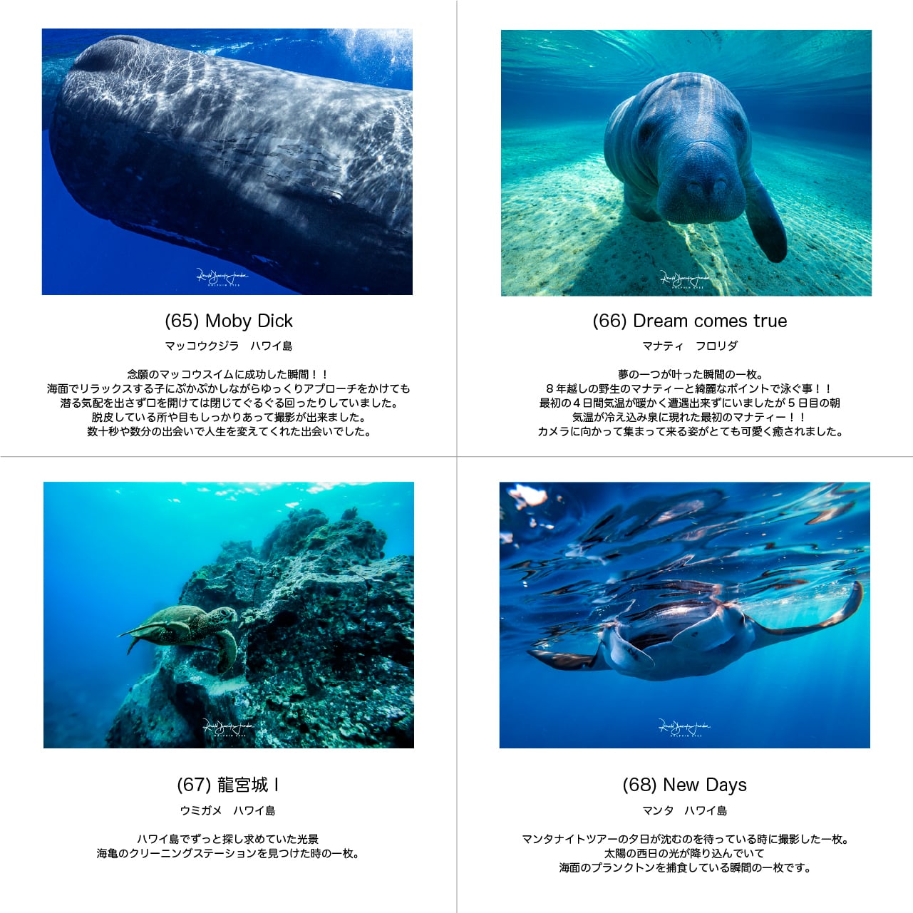 DOLPHIN EYES 写真パネル A4サイズ相当 イルカ・クジラ・ウミガメ