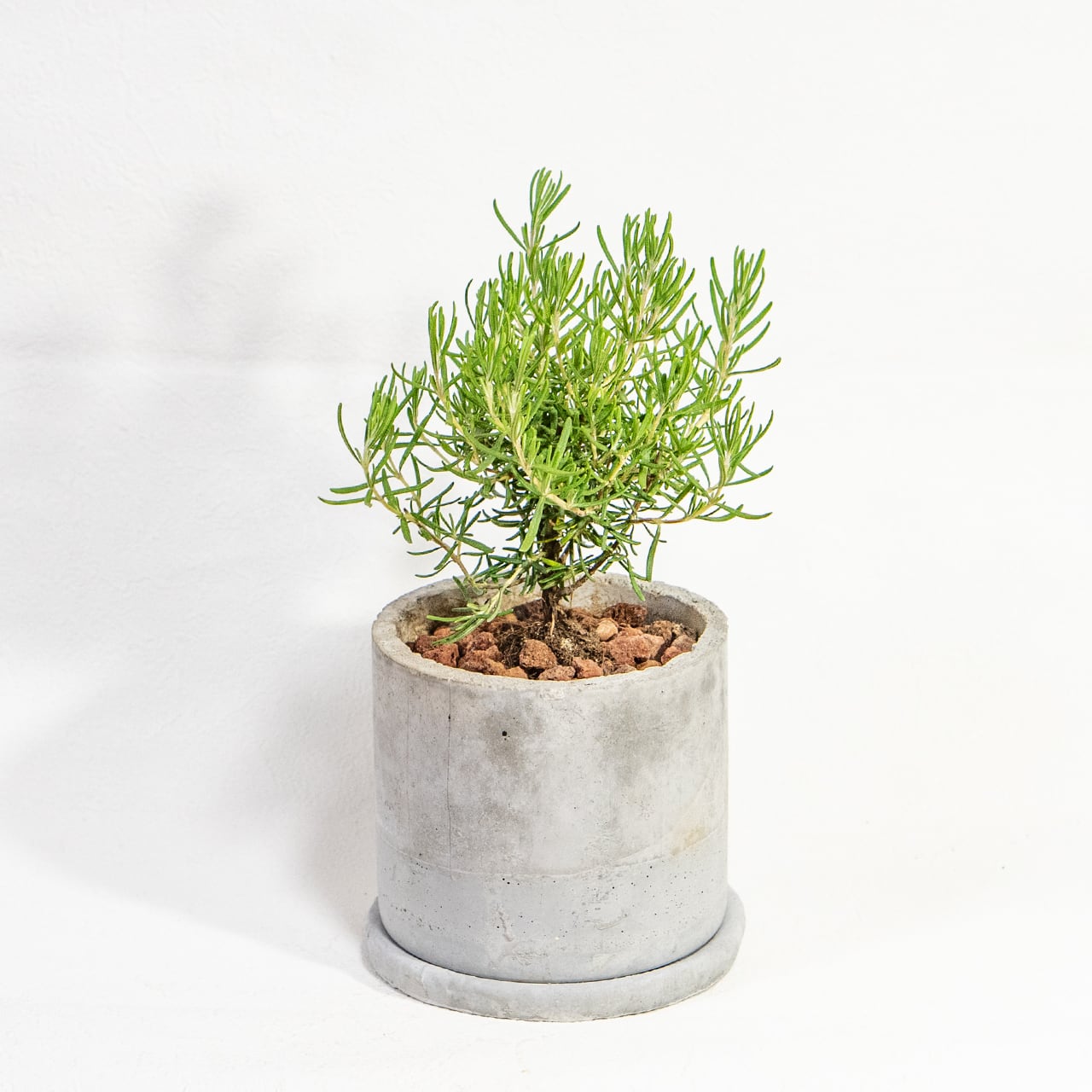 【ミニツリーのような愛らしい樹形】観葉植物・ローズマリー。一株ごとの厳選仕入れで元気な苗をお届け。スタイリッシュな手づくりモルタル鉢／虫発生抑制／全国一律送料850円
