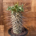 Pachypodium namaquanum【パキポディウム・ナマクアナム・光堂】