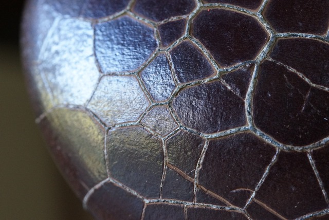 ゴビ亀甲石　Gobi Turtleback Stone