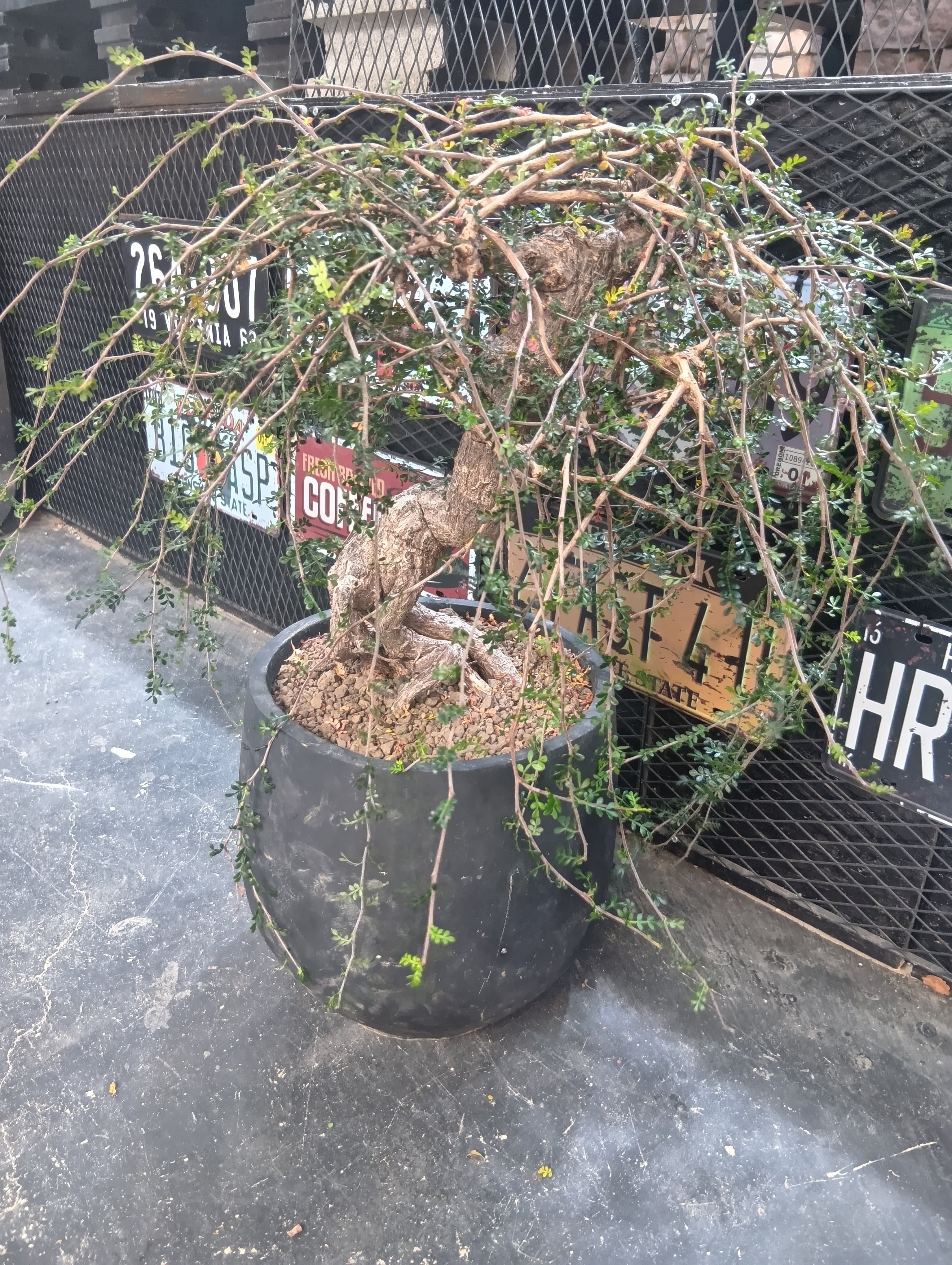 オペルクリカリア　デカリー　大株 オペルクリカリア・デカリーの基本情報・育て方｜多肉植物