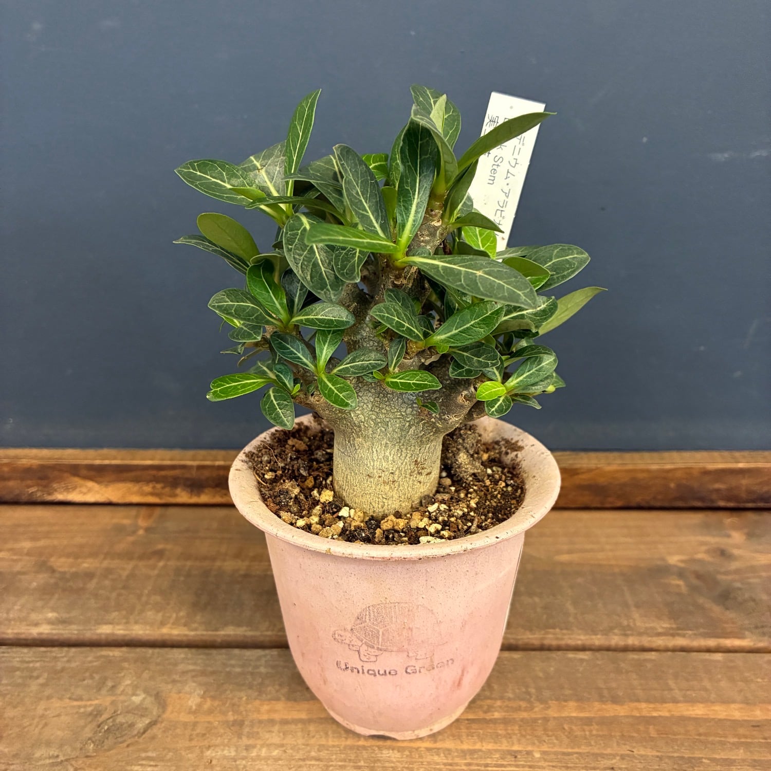 塊根植物 | PROTOLEAF プロトリーフ