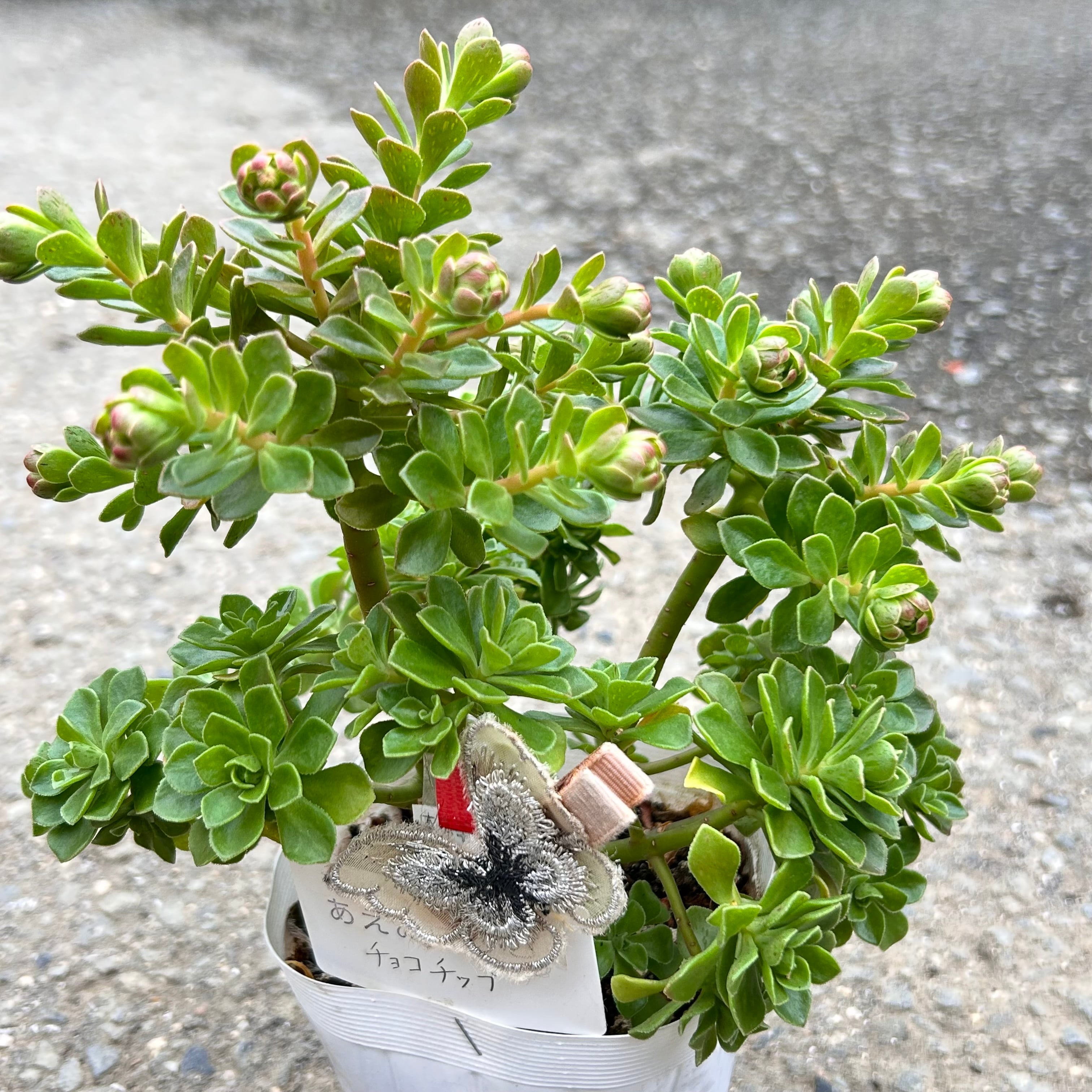 専用です　　GWセール　多肉植物　アエオニウム　チョコチップ　G チョコチップ♡アエオニウム♡多肉植物♡おしゃれ アートフラワー パリ