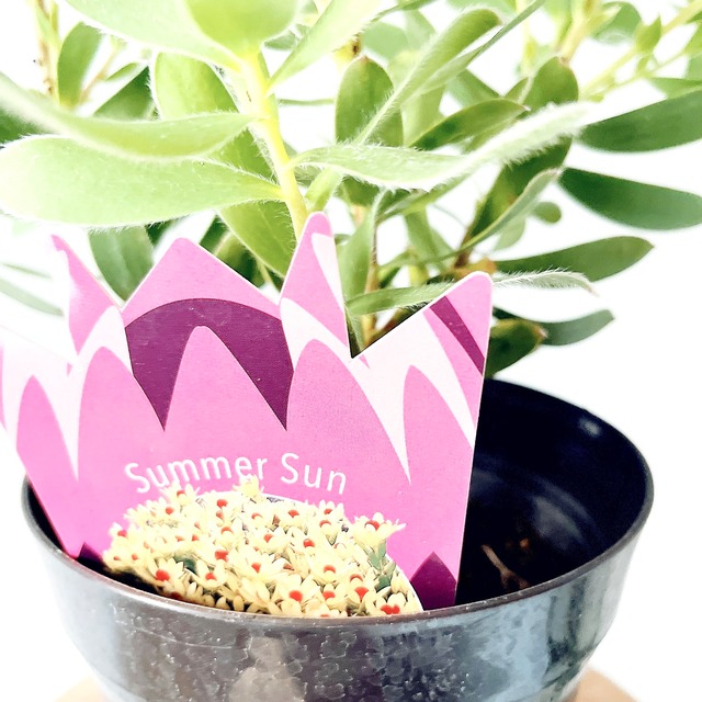 陽射しに映える リューカデンドロン サマージェム 観葉植物 calm cafe