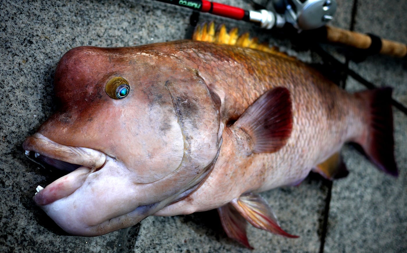 XT710R-5C | Huerco フエルコ公式オンラインパーツストア