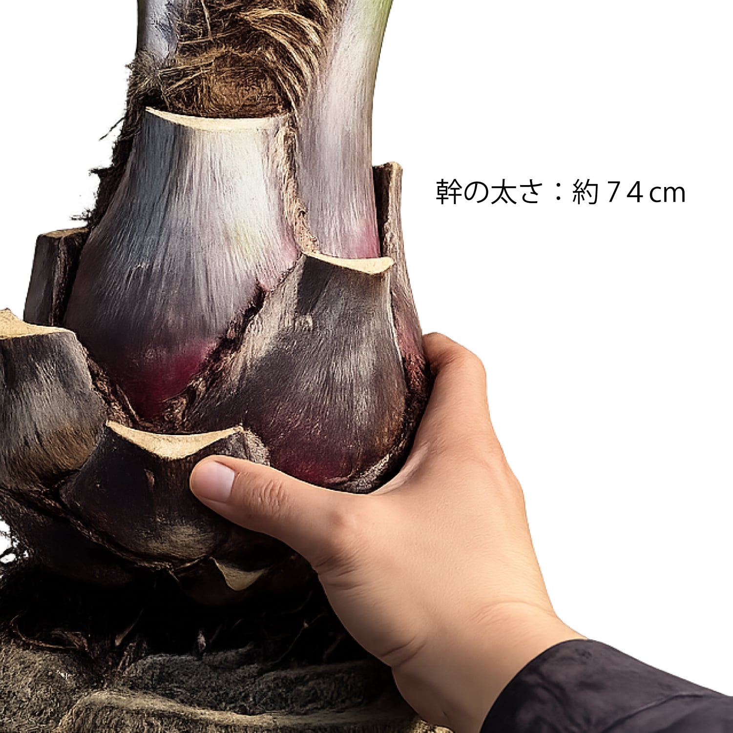 XLサイズ】国産ココスヤシ！お庭にそのまま植えて南国気分を楽しめます