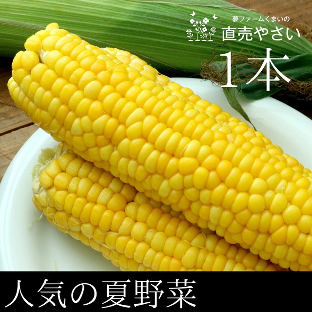 とうもろこし 人気の夏野菜 1本 予約販売 7月22日発送予定 新潟阿賀野産 朝採り 直売野菜