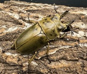 【WD】《モーレンカンプオウゴンオニ 56mm ペア》