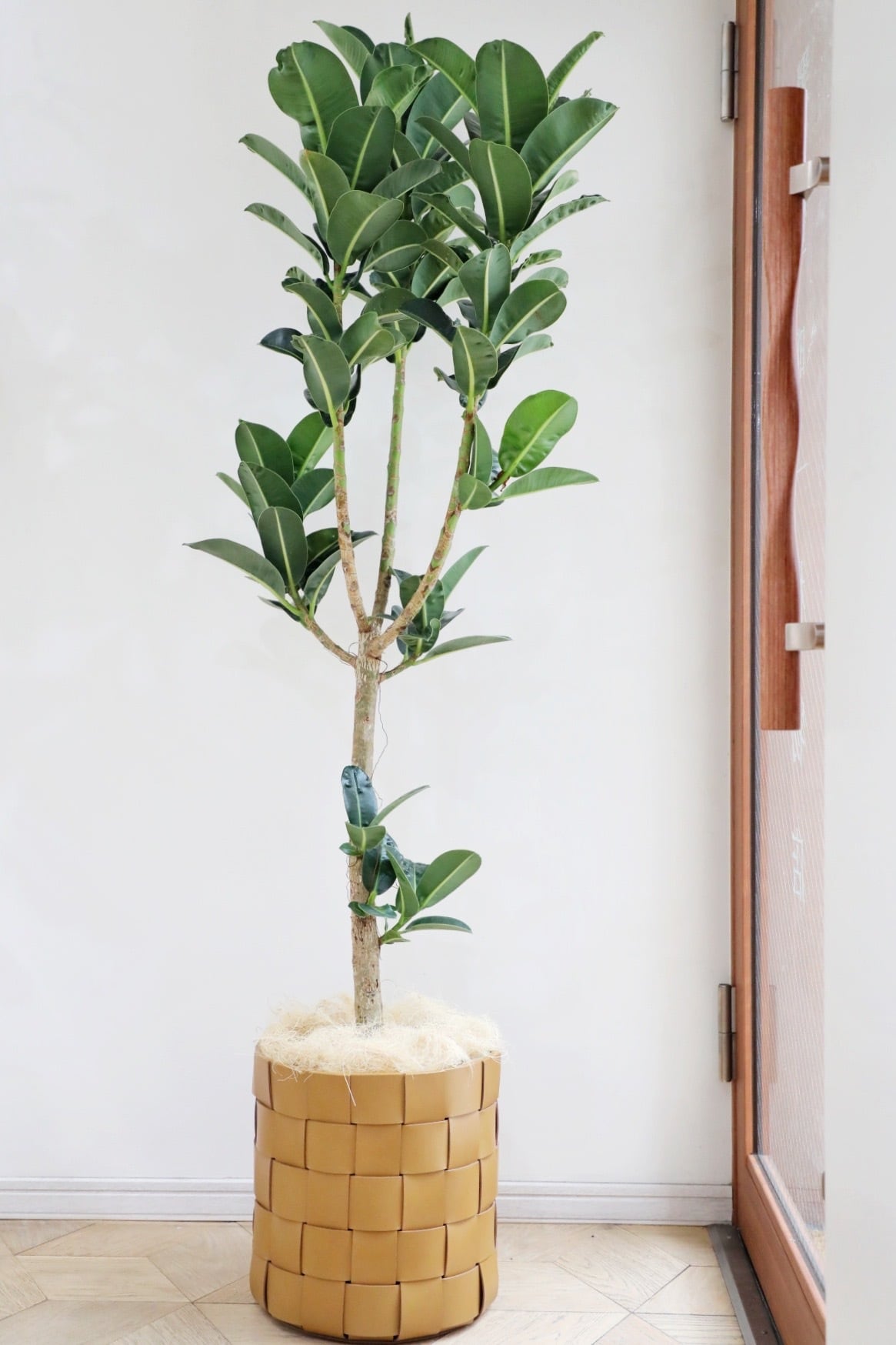 L】【都内近郊限定配送】【119cm】フィカスバンビーノ 曲げ木/Ficus