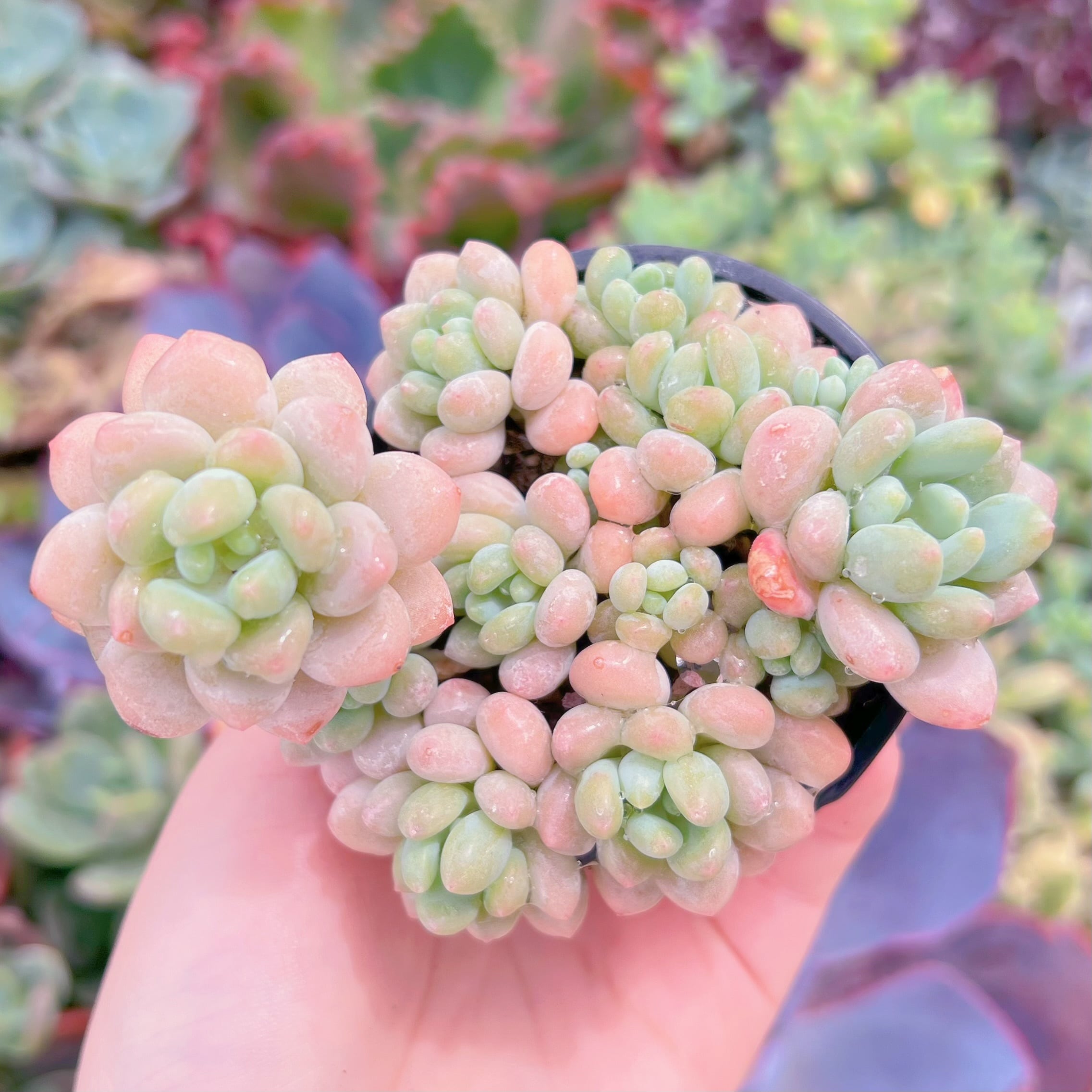現品　Daphne#K106　群生　るる農園