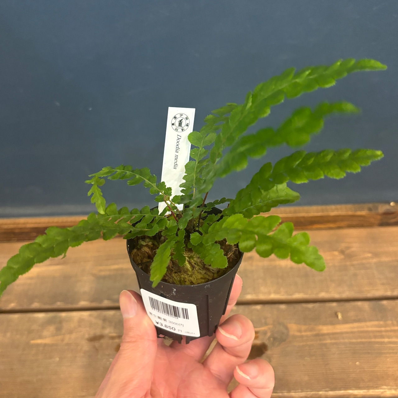 Doodia media【980】