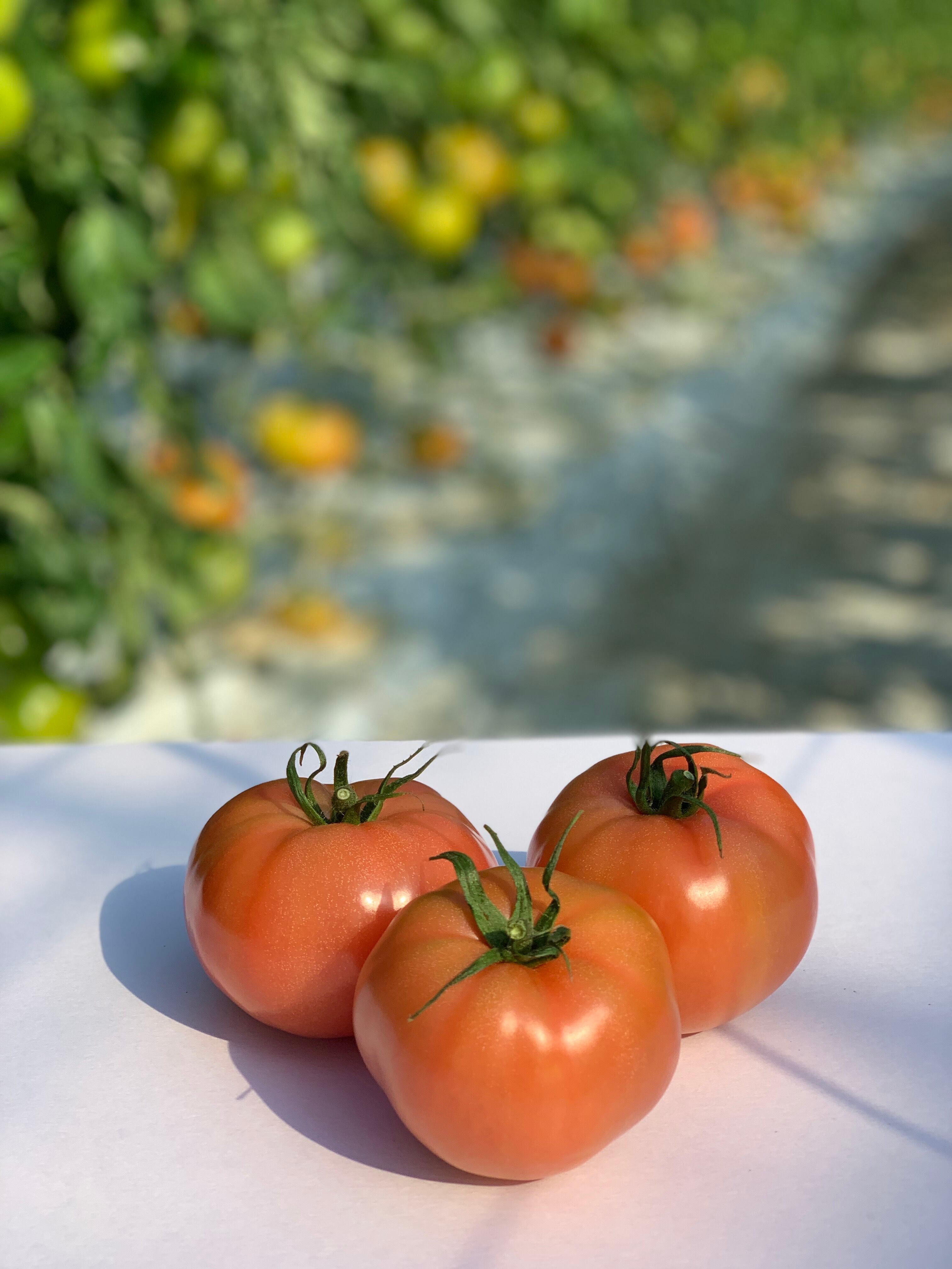 トマト✱2キロ トマト 2kg箱詰め | 佐藤トマト農園