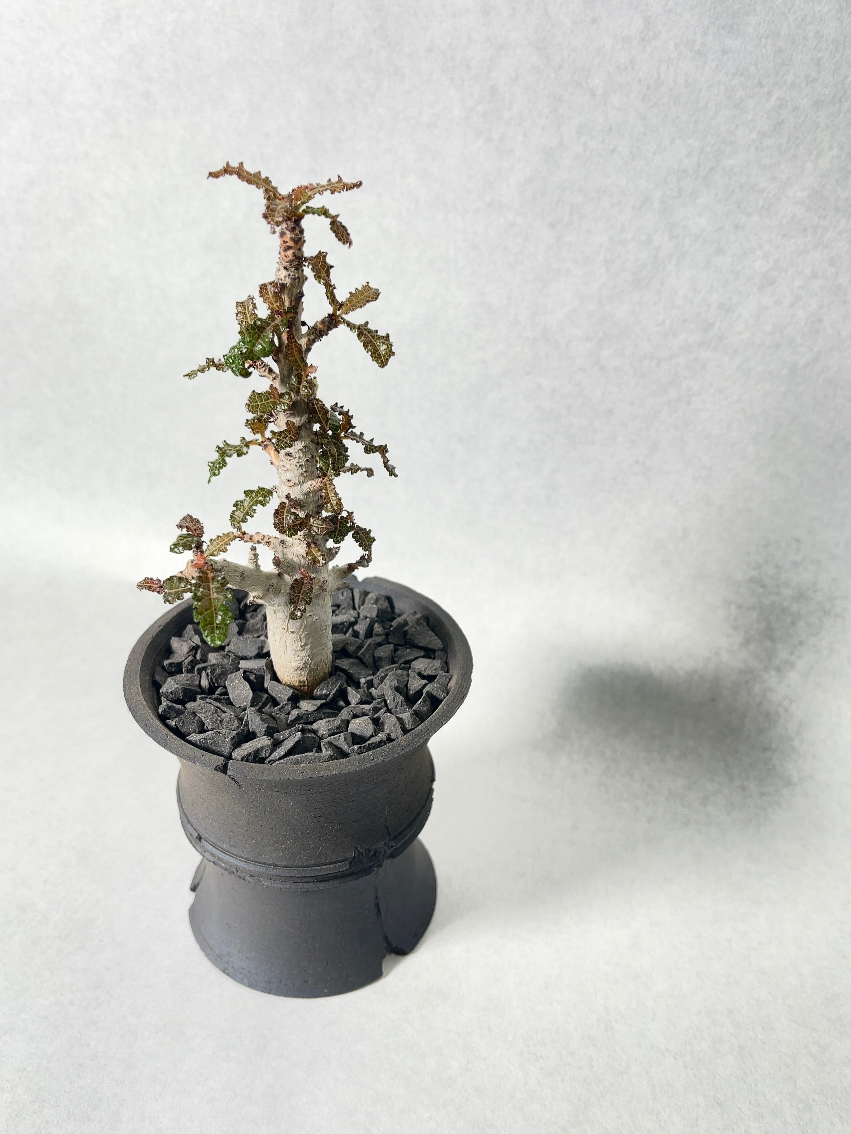 6月入荷 種子 10粒 ボスウェリア ナナ 6月入荷 ボスウェリア ナナ 種子10粒 Boswellia nana