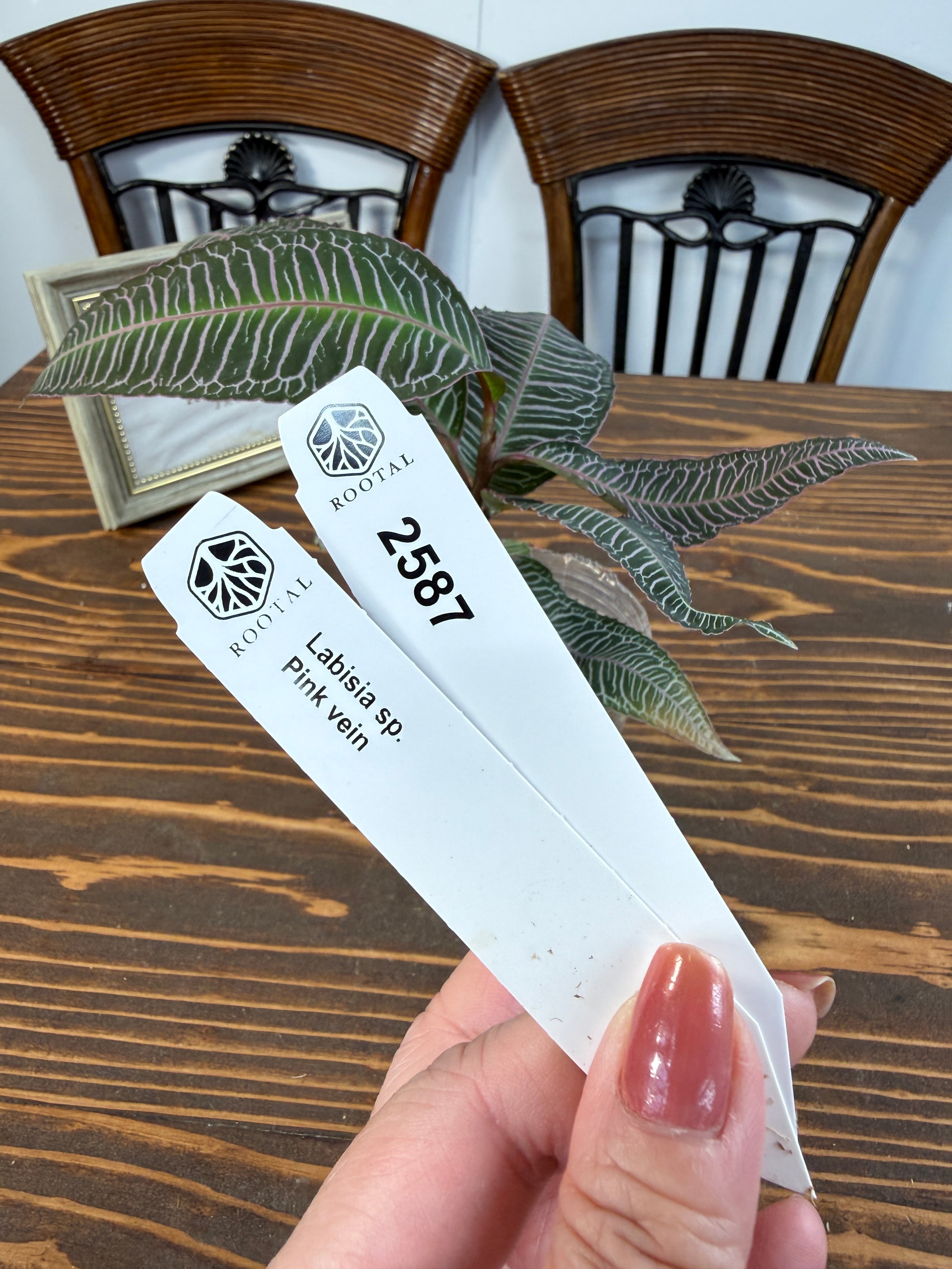 ★2587【繊細に走る美脈】ラビシアsp ピンクベイン(2.5ポット)