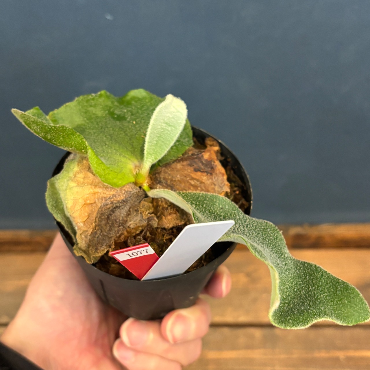 【クリアランス】ビカクシダ　アンディナム　P.andinum【1077】