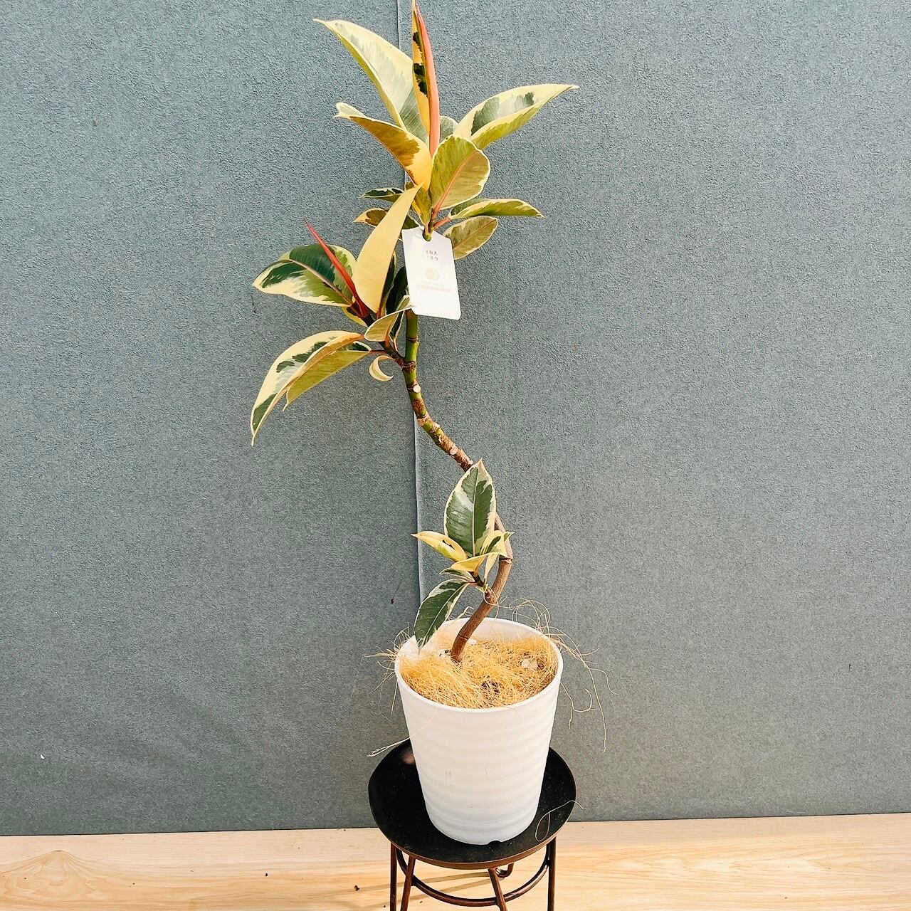 現品］【希少】2番 アガベ クイック シルバー 8号 観葉植物 レア