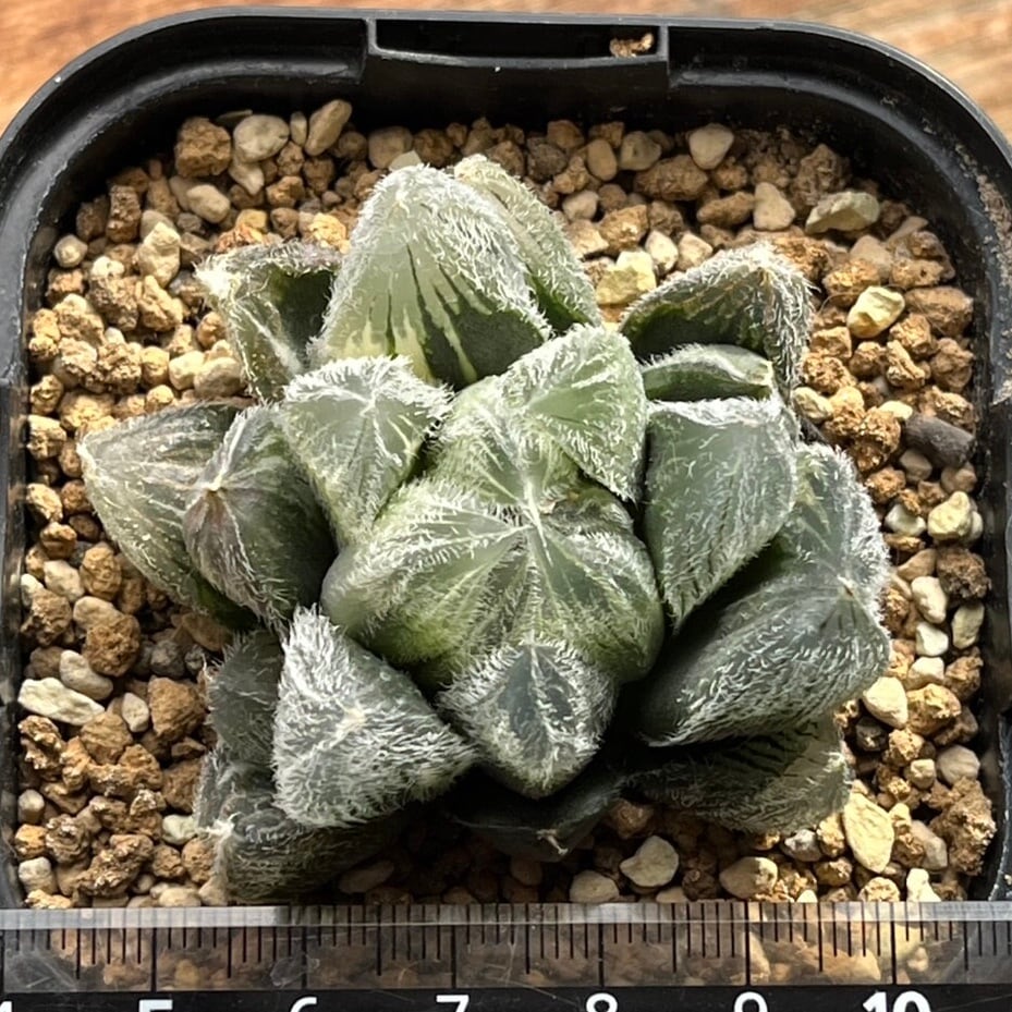 ハオルチア 九尾狐錦 | mocono_plants