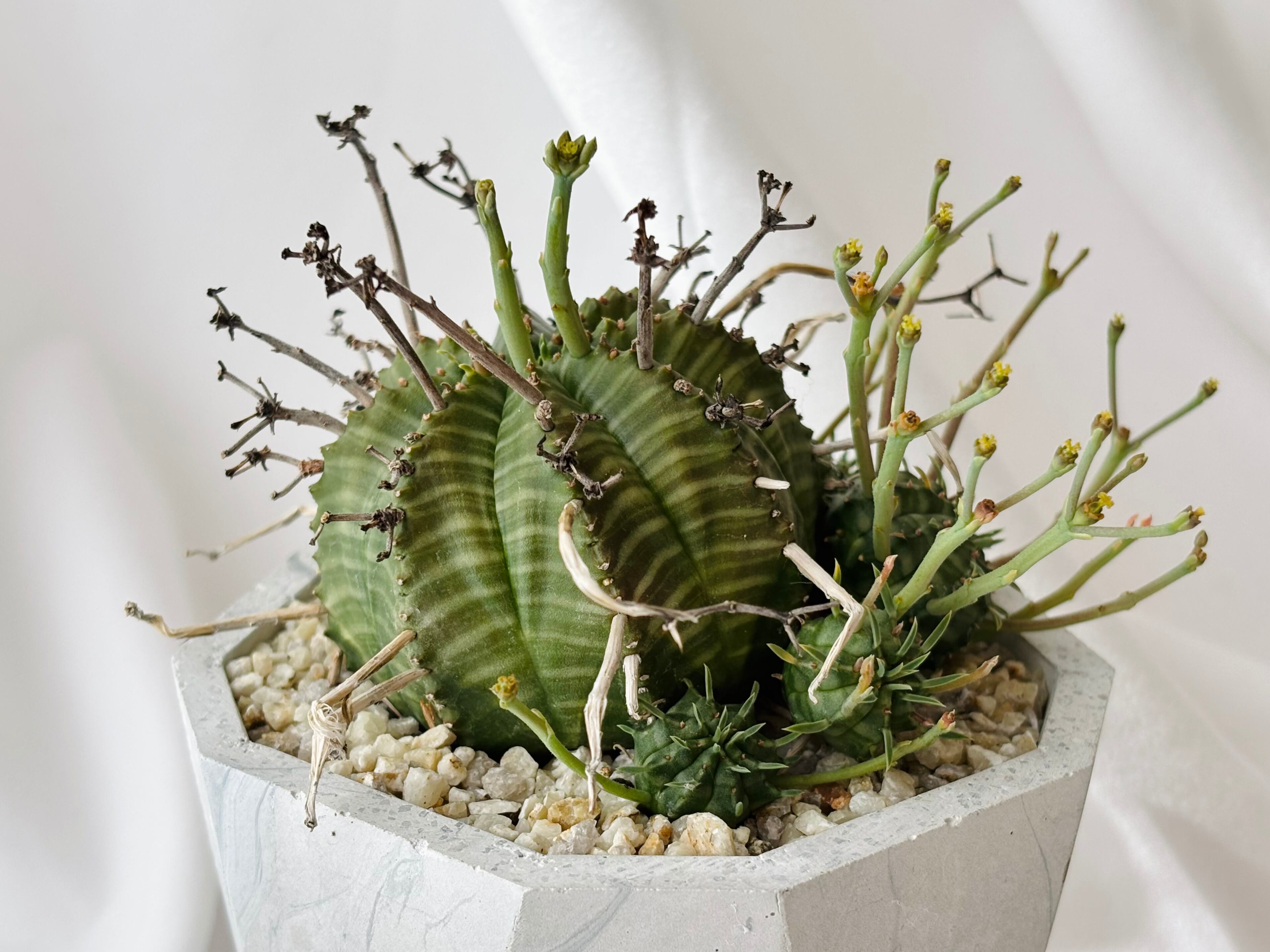 スーパーバリダ群生 ユーフォルビア 観葉植物 Euphorbia valida ユーフォルビア スーパーバリダ 群生株 多肉植物