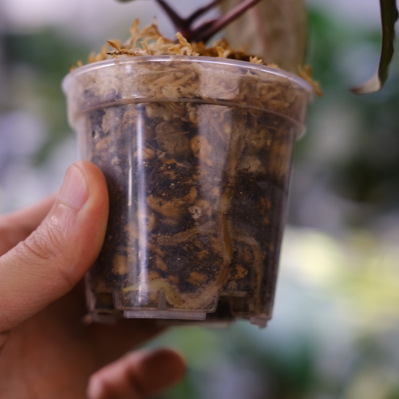 アンスリウム ドラヤキ × レッドクリスタリナム / Anthurium Dorayaki × Red Crystallinum④ / 観葉植物<育て方・花言葉>