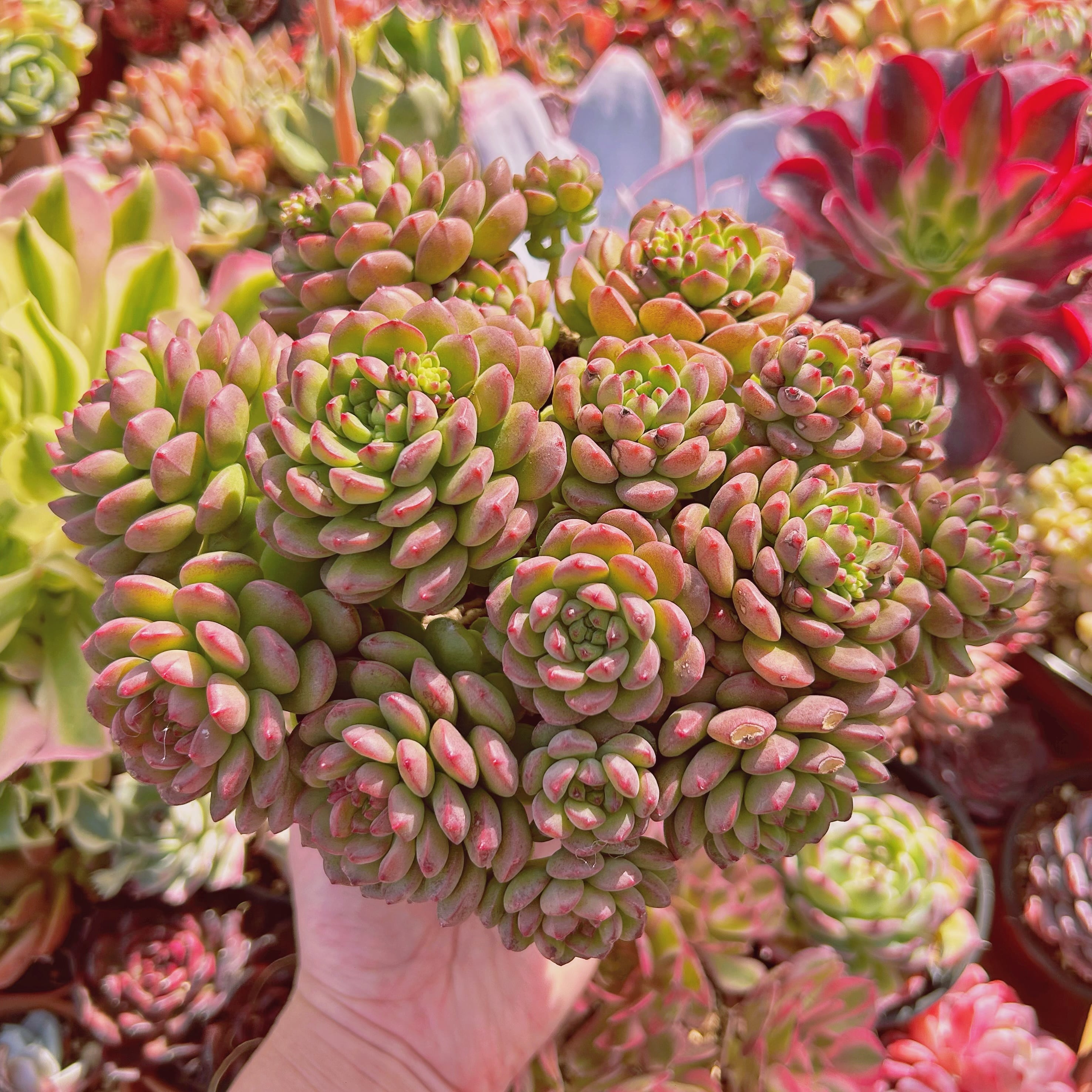#245現物　多肉植物　sedum  新品種　コルネット　特特大