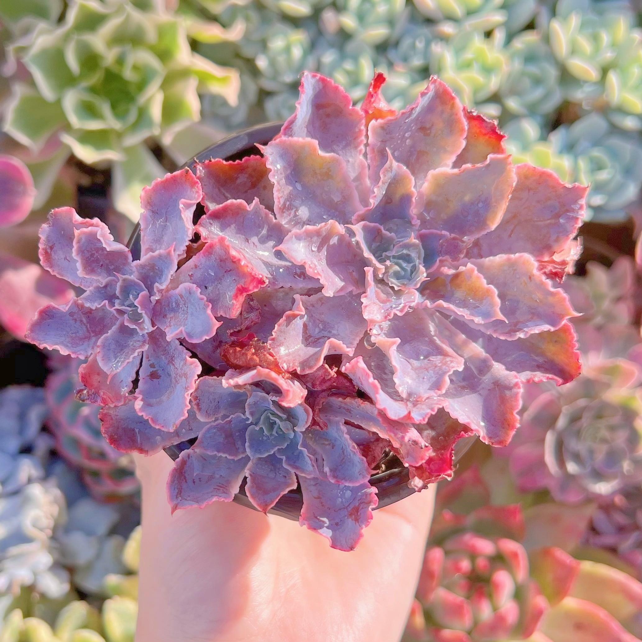 現品　シャビアナ#518　るる農園