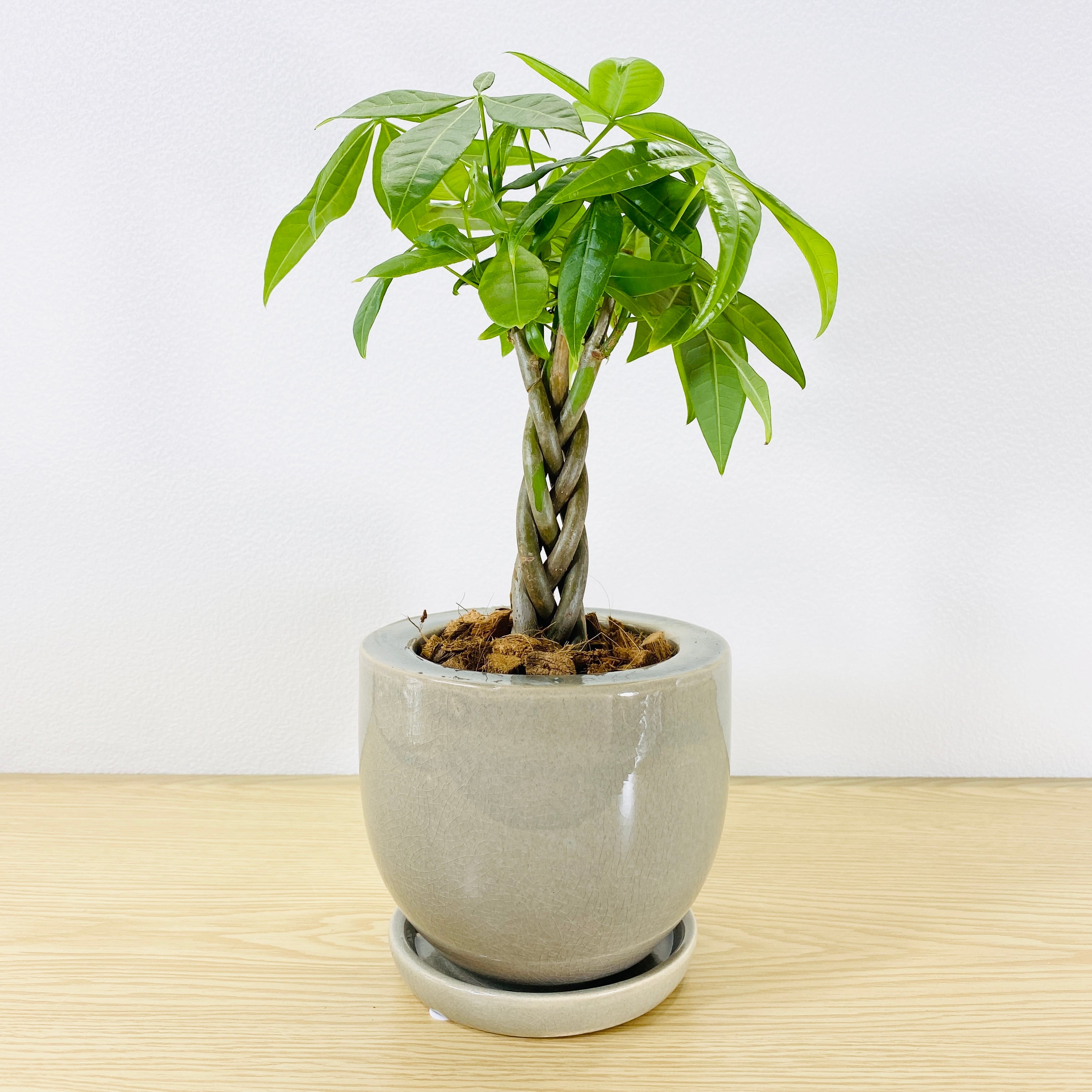 編み込みパキラ　（ねじり）　[観葉植物]　綺麗な編み込み、そしておしゃれな鉢です