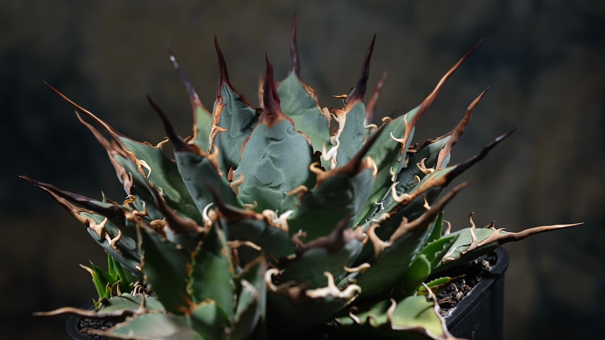 Agave titanota Wabi 狂戦士 ф15cm | wabi