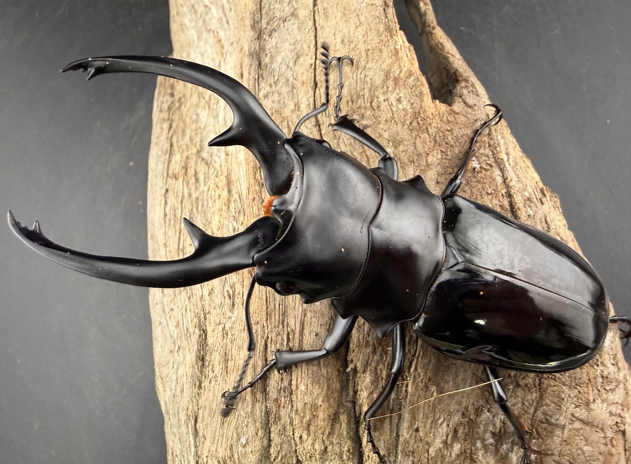 【WD】《インターメディアツヤクワガタ ネグロス島 95mm ペア》