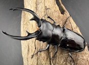 【WD】《インターメディアツヤクワガタ ネグロス島 95mm ペア》