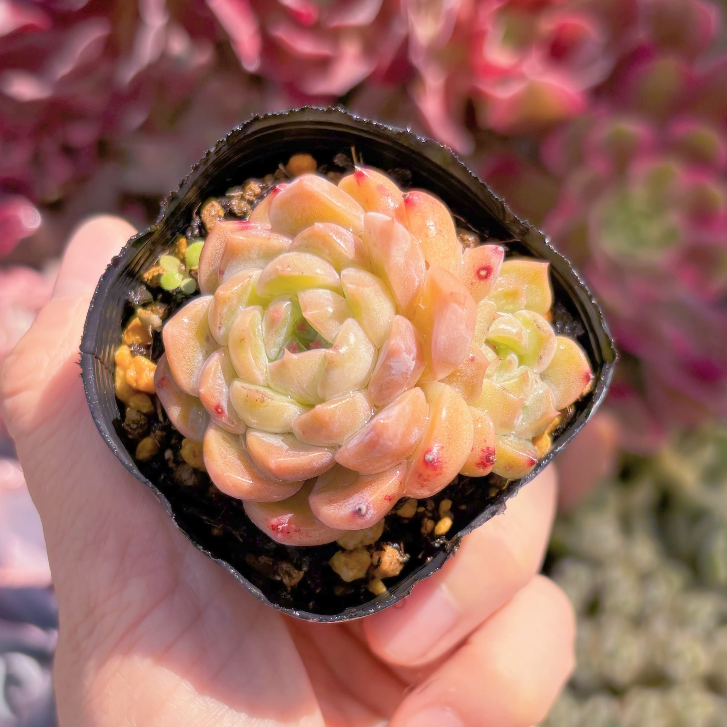 現品　ストロベリーソーダ#927　るる農園