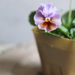 ビオラ　和モダンクラシック　ウコン　冬から春にオススメのお花　よく咲く　シャビーシックにおすすめ