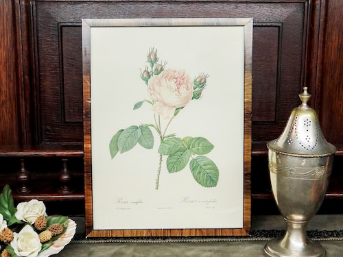 【Vintage】ピエール＝ジョゼフ・ルドゥーテ 植物画 バラ Rosa centifolia/f081C