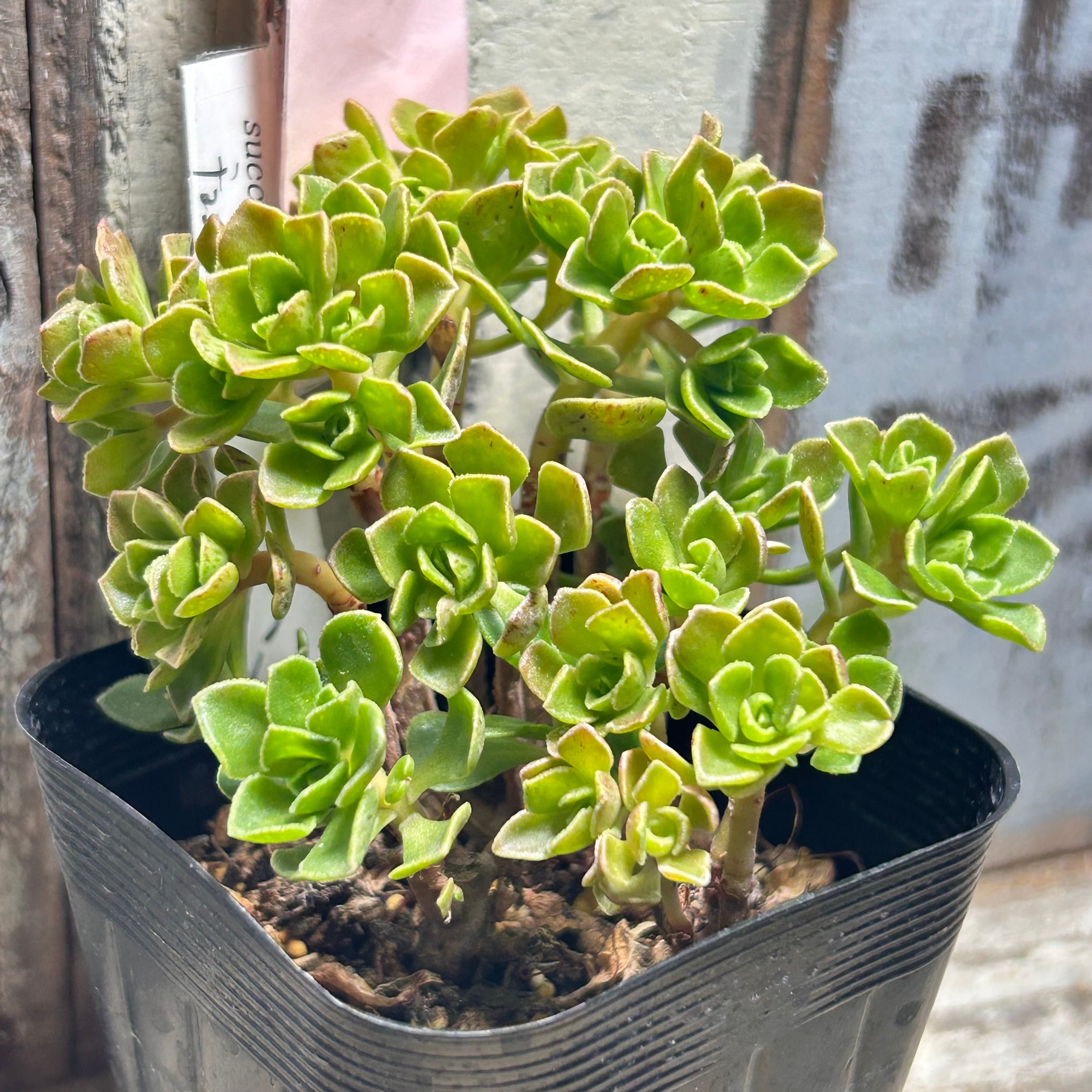 アエオニウム | RuPo 多肉植物専門店