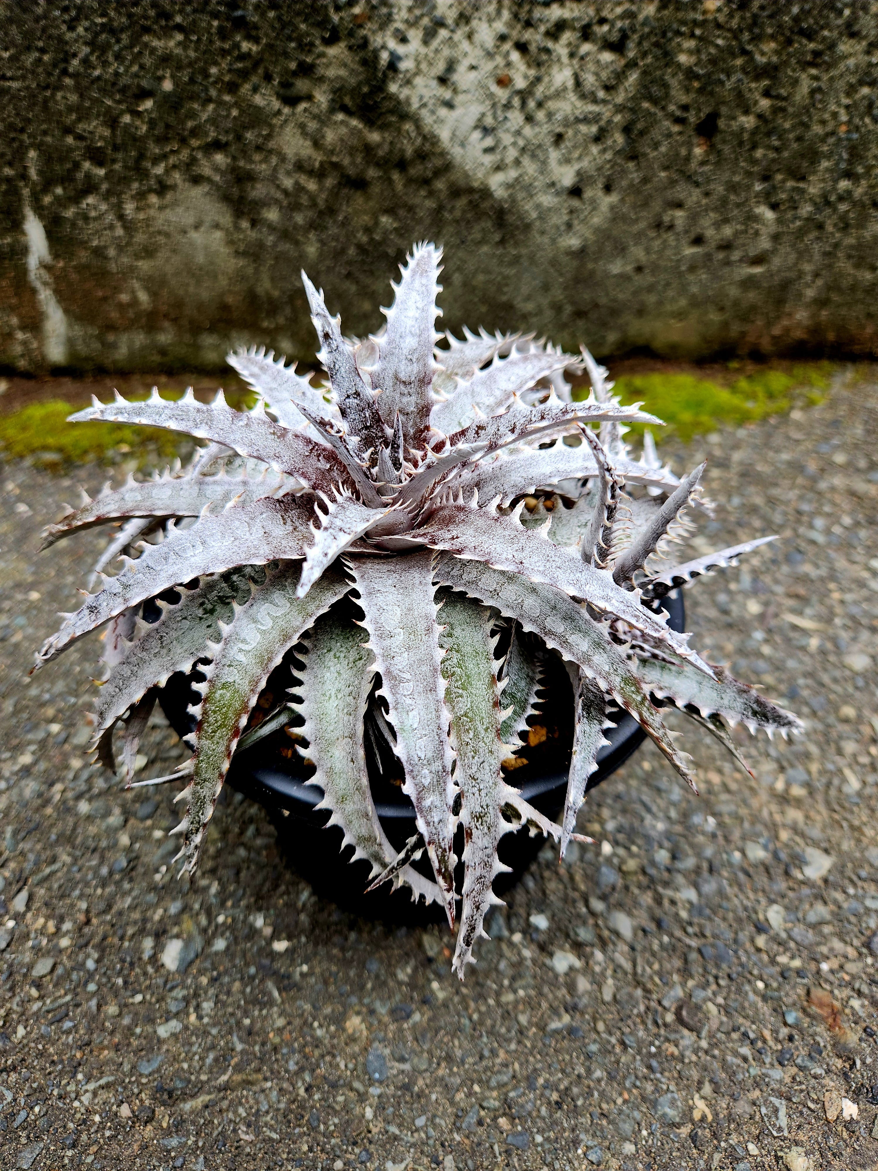 ディッキア・ブラックアイス dyckia black ice | フラワーショップあきの