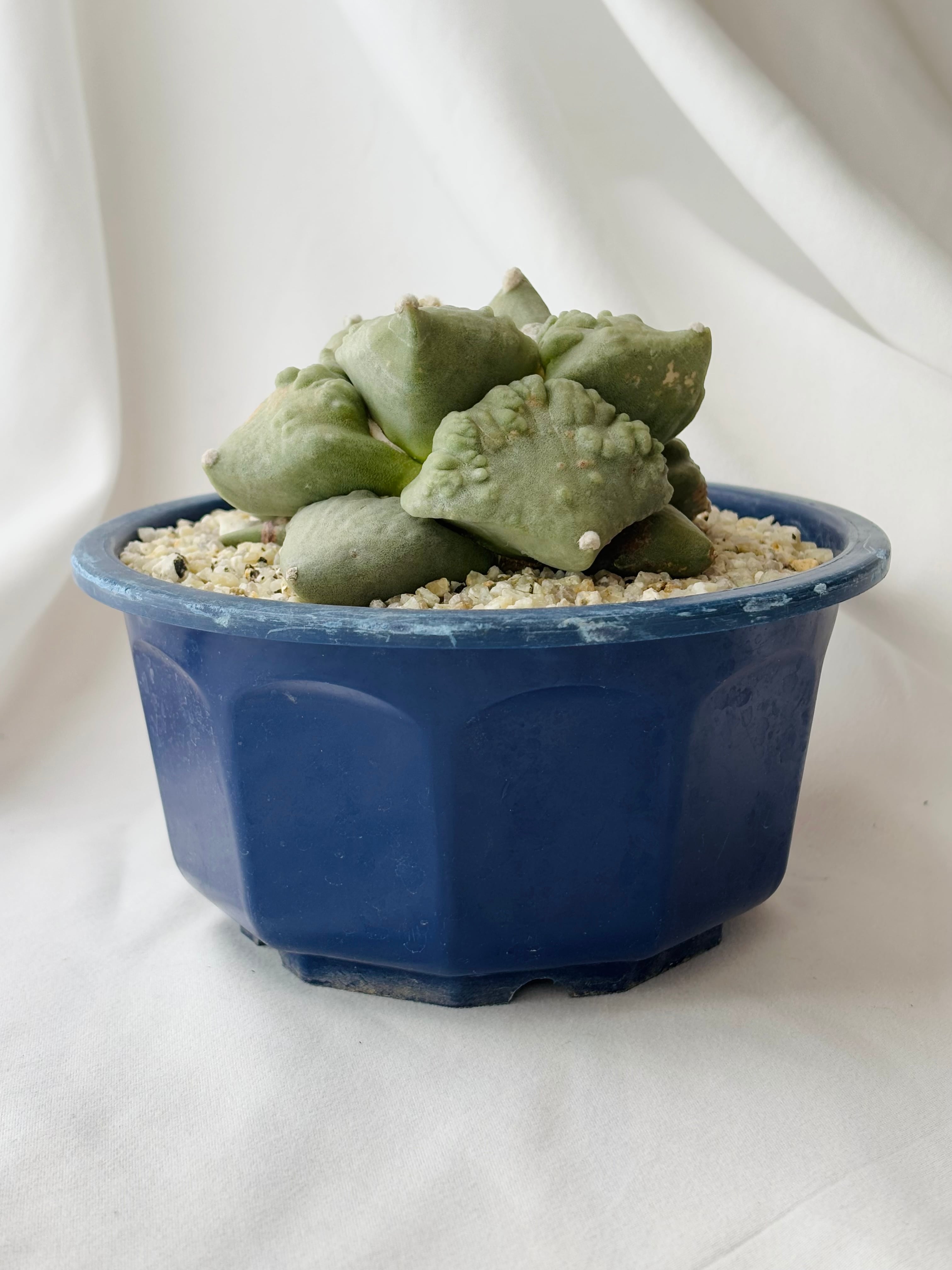 Ariocarpus Cauliflowermonst. アリオカルプス カリフラワー 花牡丹 