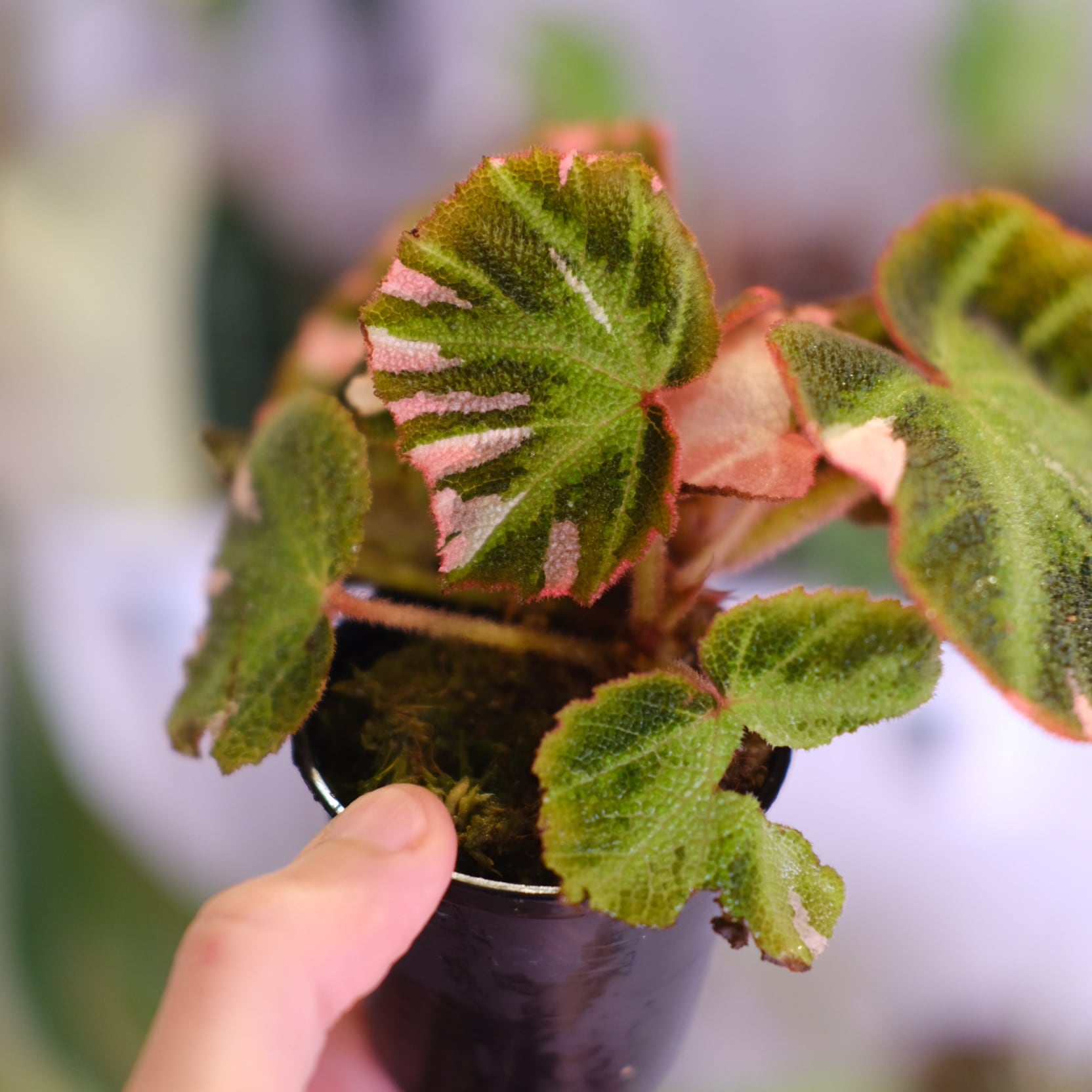 Begonia soli mutata Variegated│ベゴニア ソリムタータ バリエガータ
