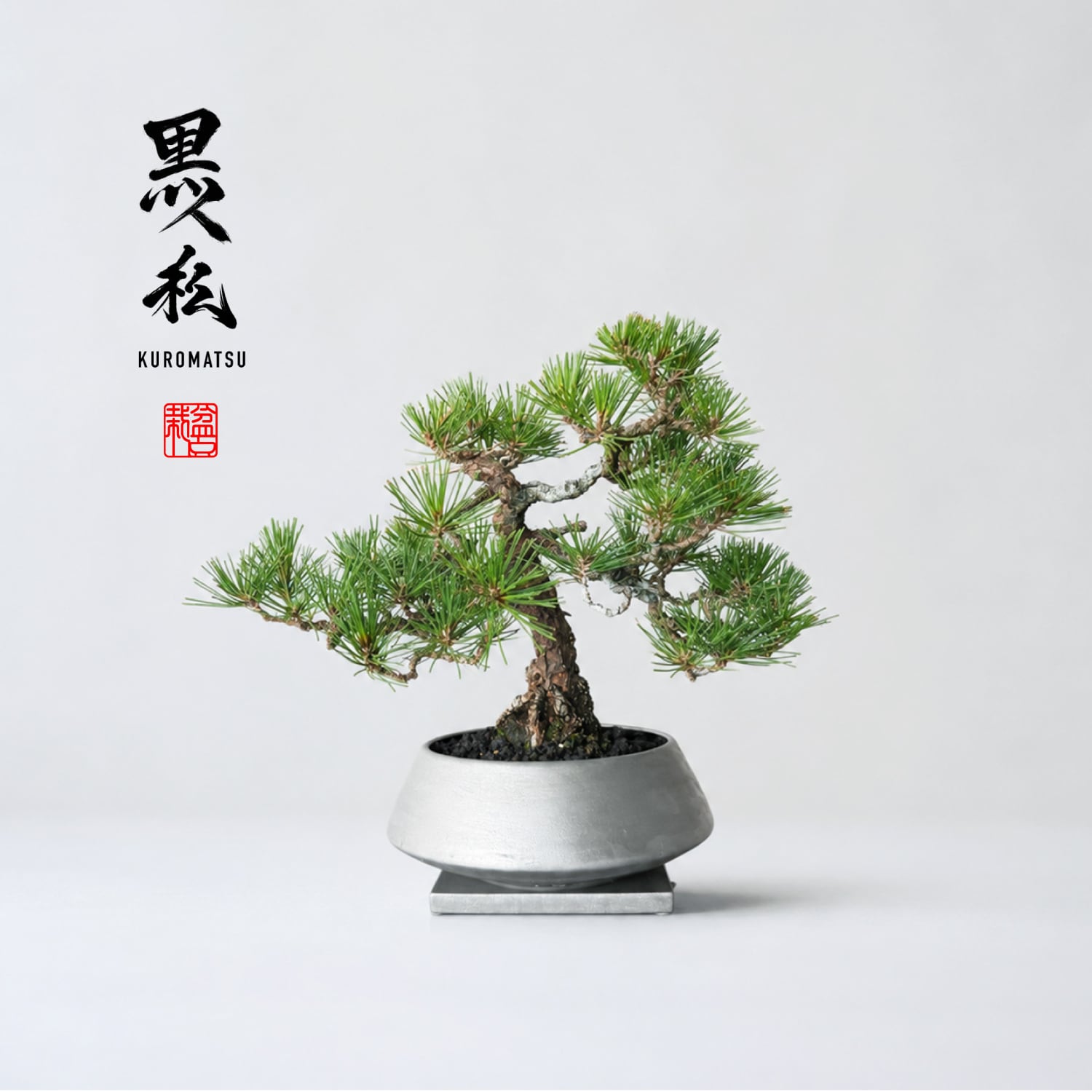 黒松(クロマツ)銀鉢Mサイズ