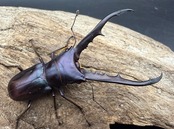 《メタリフェルホソアカ亜種フィナエ パープル系 69.5mm ペア》