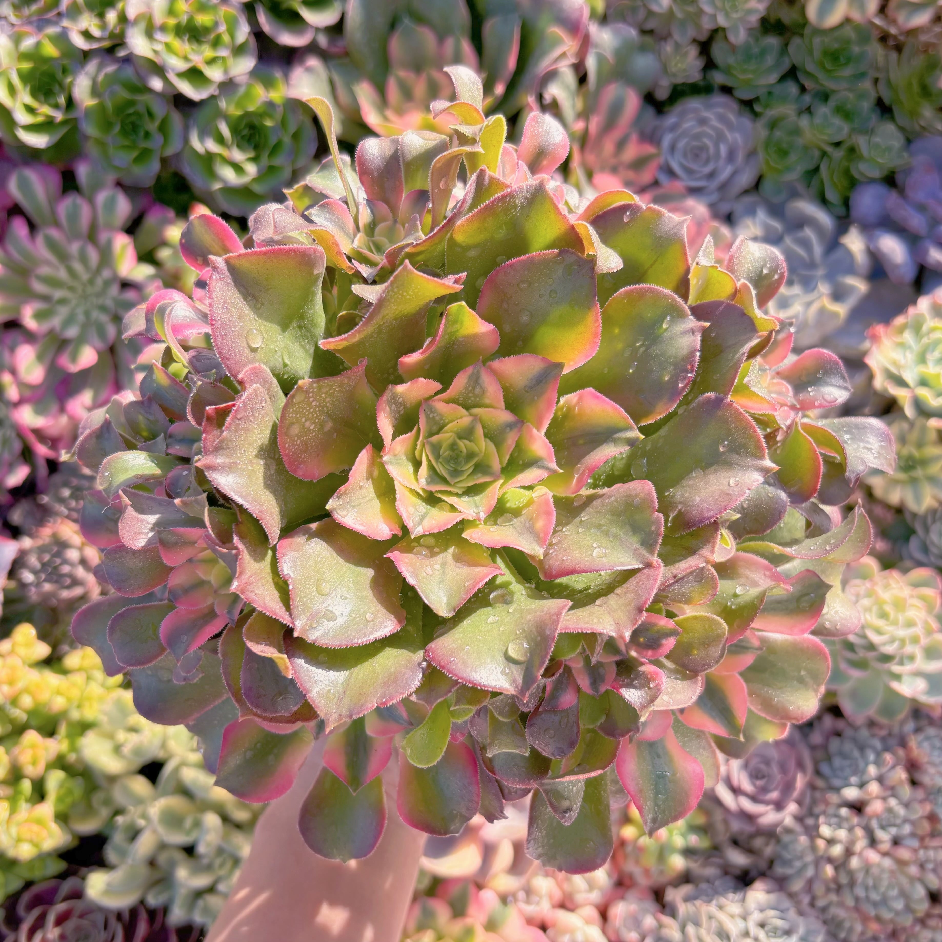 現品　アフラダイティ変異#M128　特大群生　るる農園