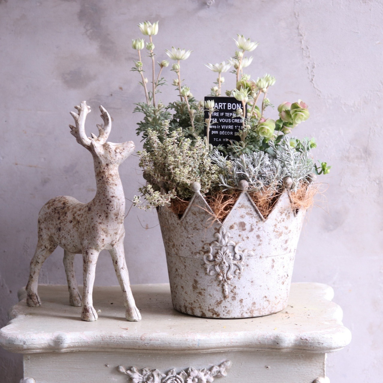 mondimanche 寄せ植え　フランネルフラワーとクロヌポット｜届いてすぐ玄関に飾れる 　プレゼントにもオススメ　