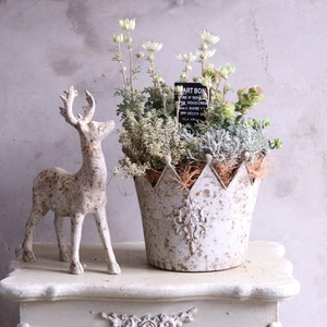 mondimanche 寄せ植え　フランネルフラワーとクロヌポット｜届いてすぐ玄関に飾れる 　プレゼントにもオススメ　