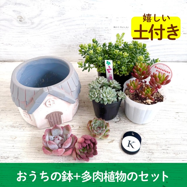 【寄せ植えセット】おうちの鉢＆多肉セット"K"　多肉植物,かわいい,おしゃれ,寄せ植え