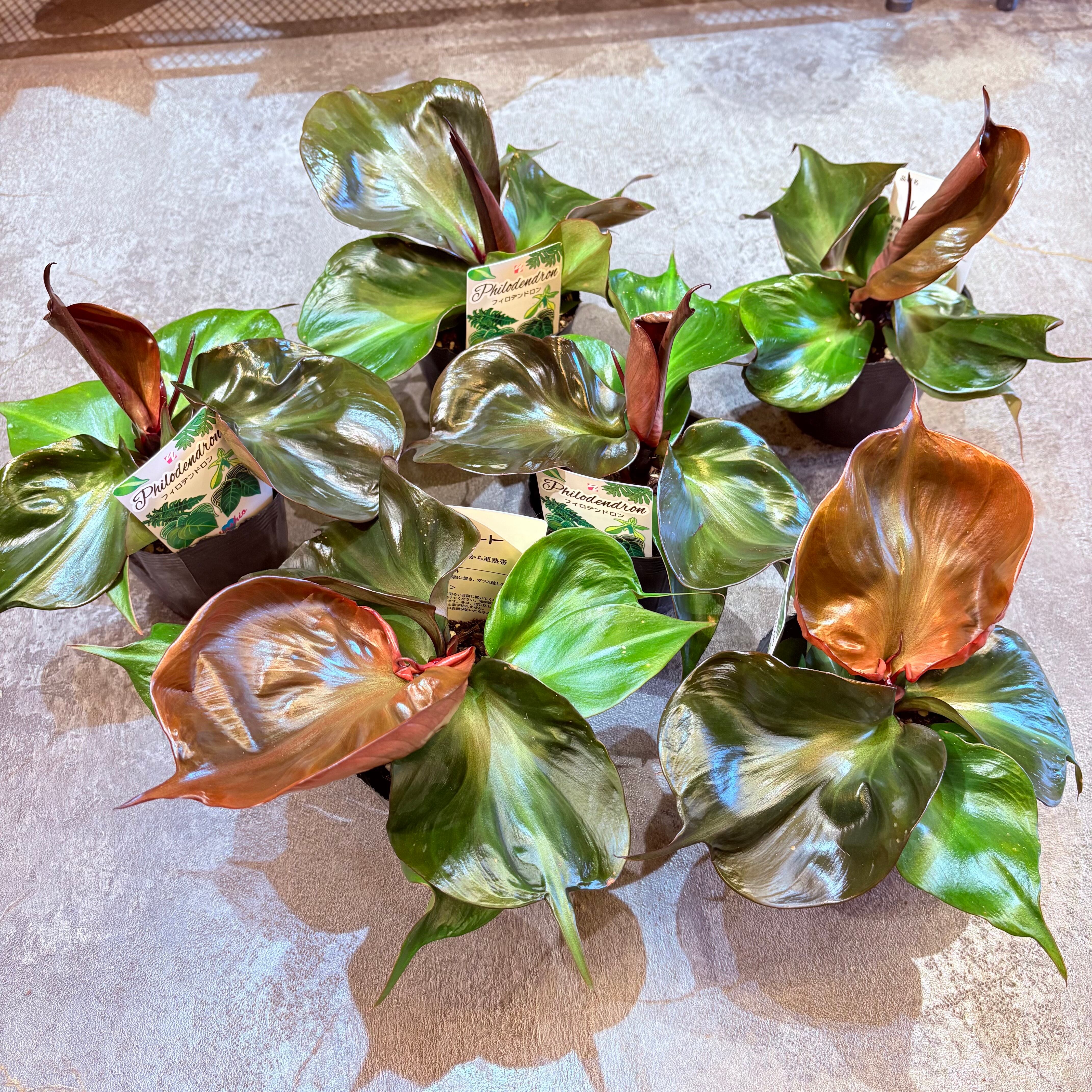 フィロデンドロン レッドハート 3.5号 | Green Vibes 宇都宮市の観葉