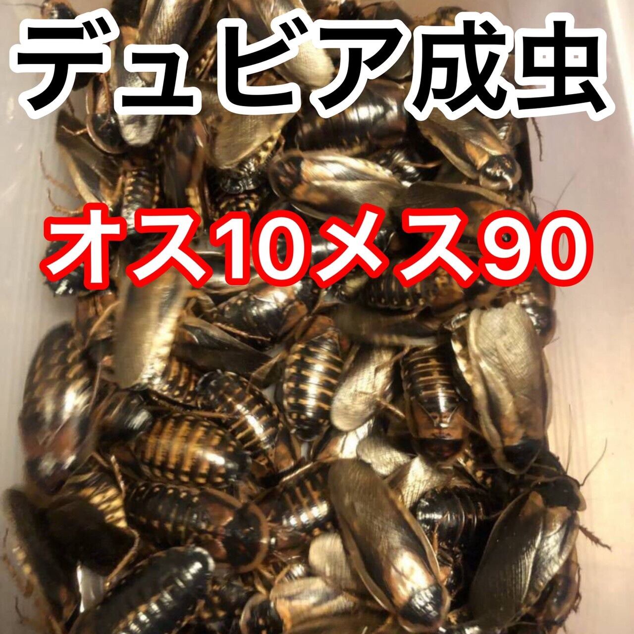 デュビア | Coco Colors