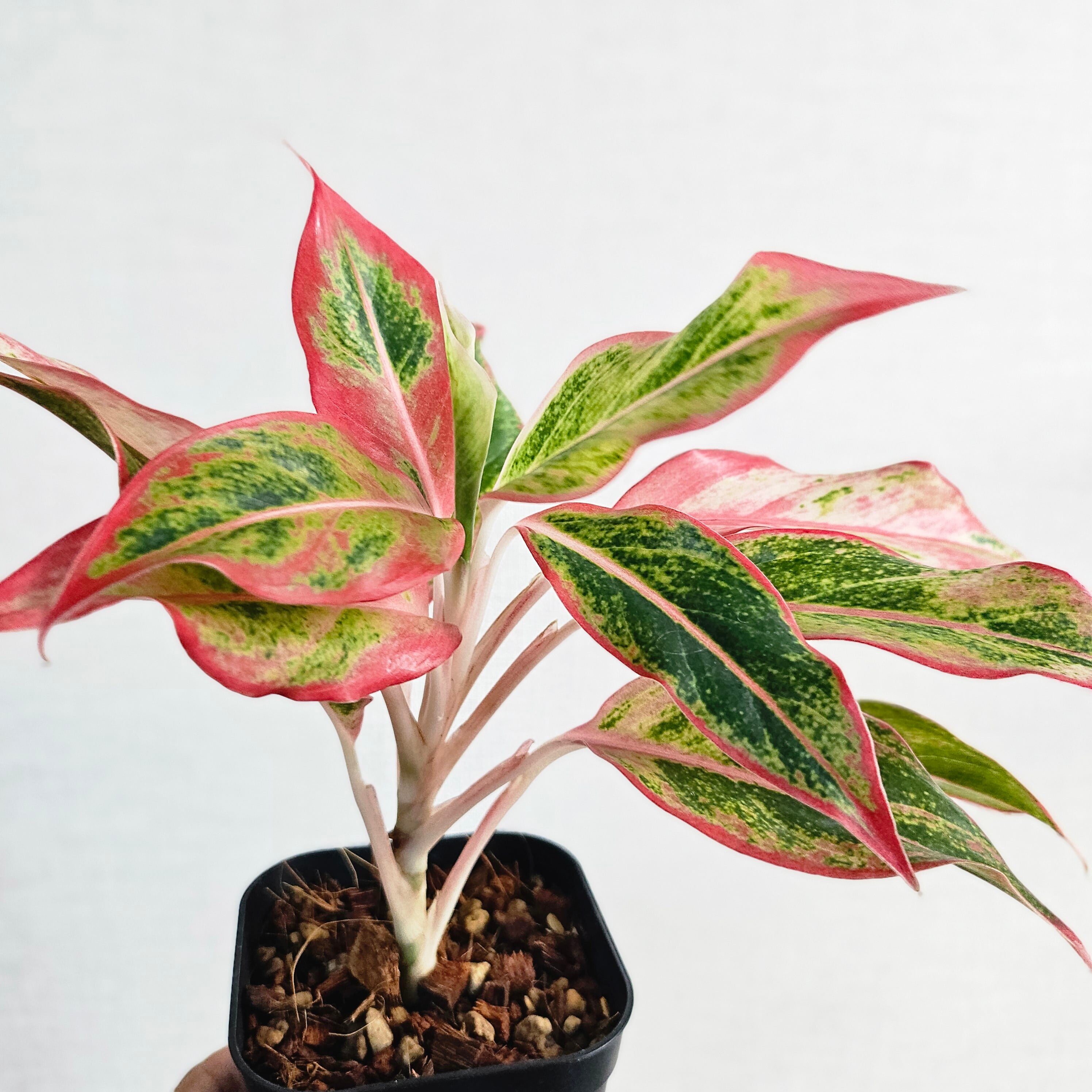 Aglaonema Siam Aurora Orange》アグラオネマ サイアムオーロラ